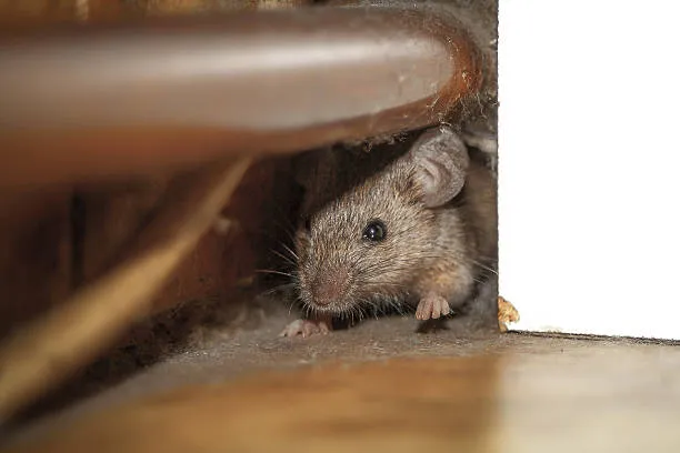 Dedetizadora de ratos em Goiânia
